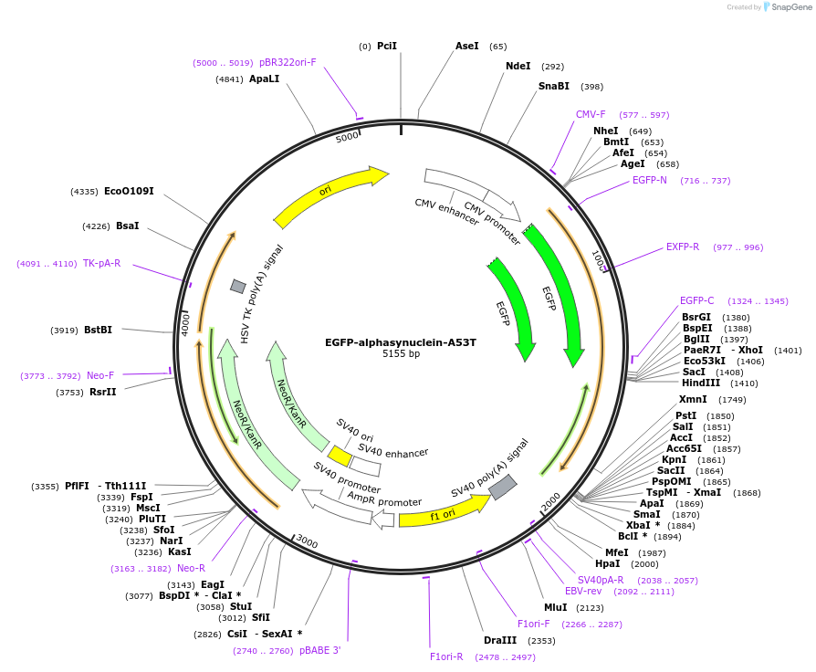 40823-plasmid-map-sequence-id-216372