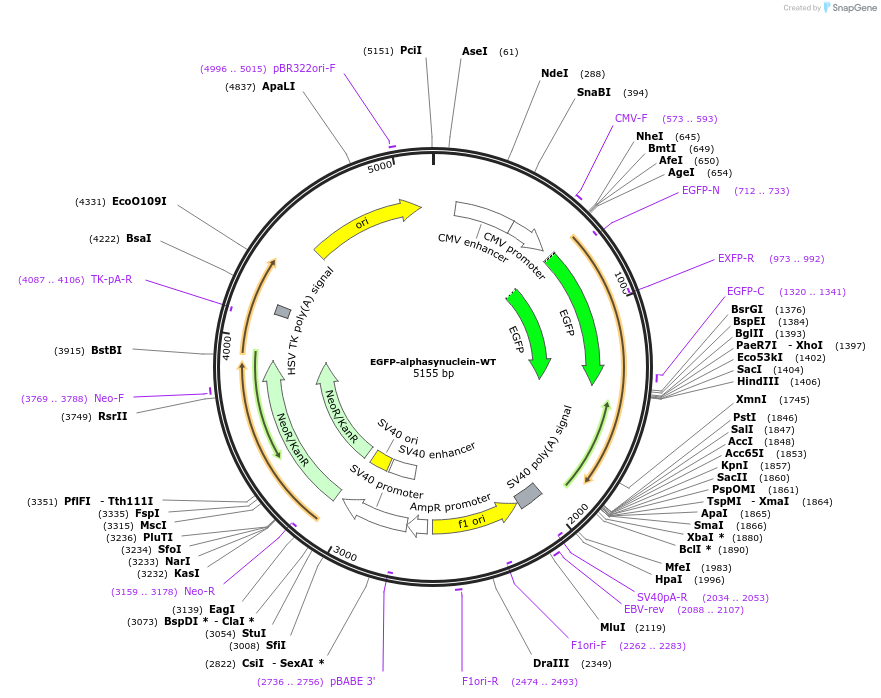 40822-plasmid-map-sequence-id-216374