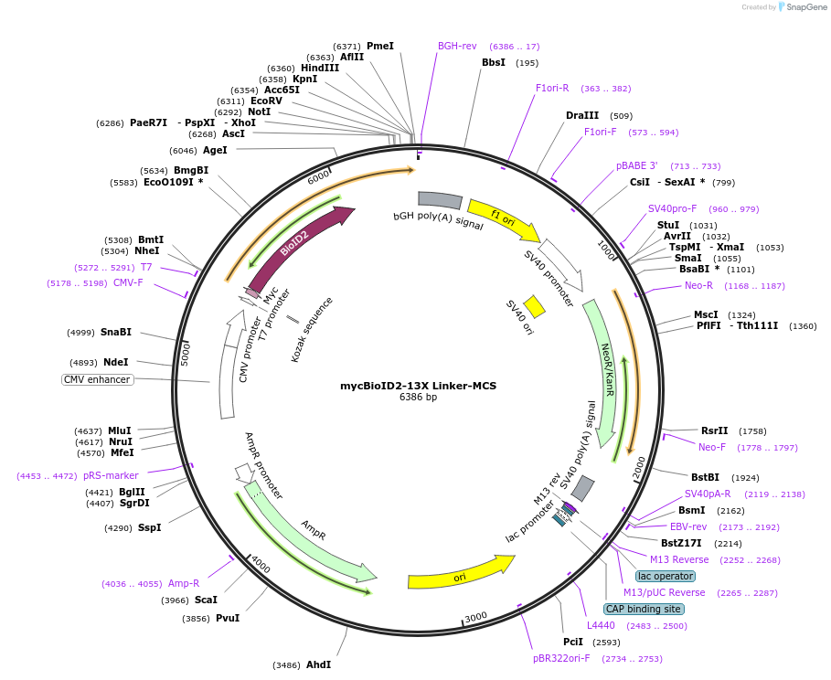 92308-plasmid-map-sequence-id-216421