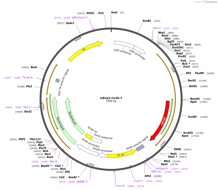 57364-plasmid-map-sequence-id-216435