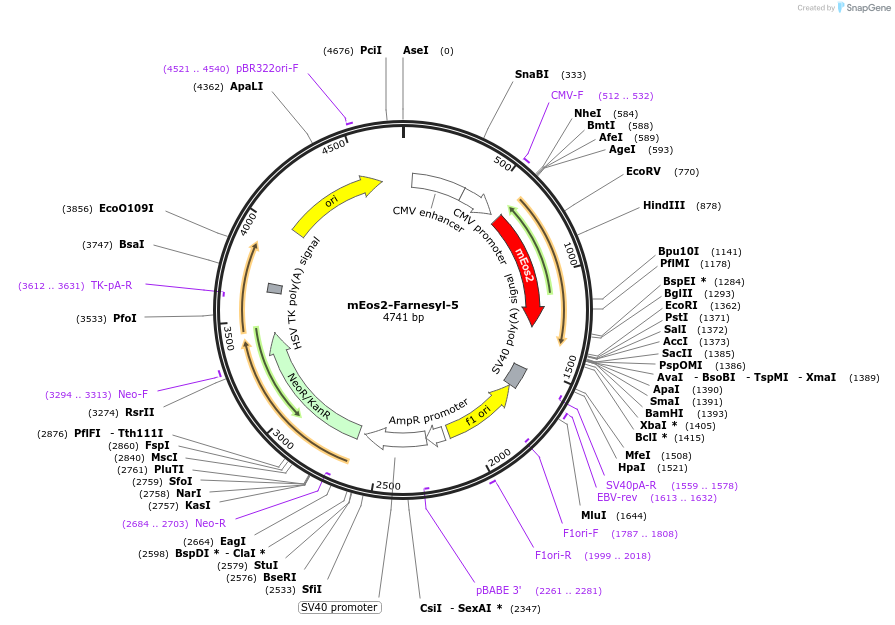 57375-plasmid-map-sequence-id-216637