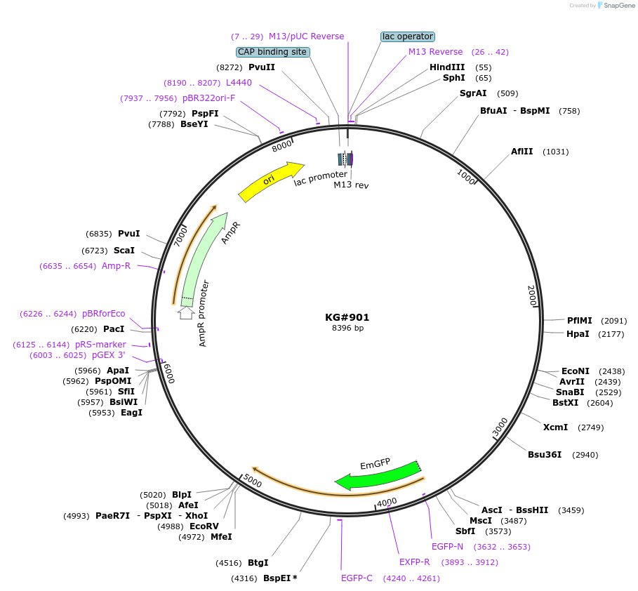 110936-plasmid-map-sequence-id-216868