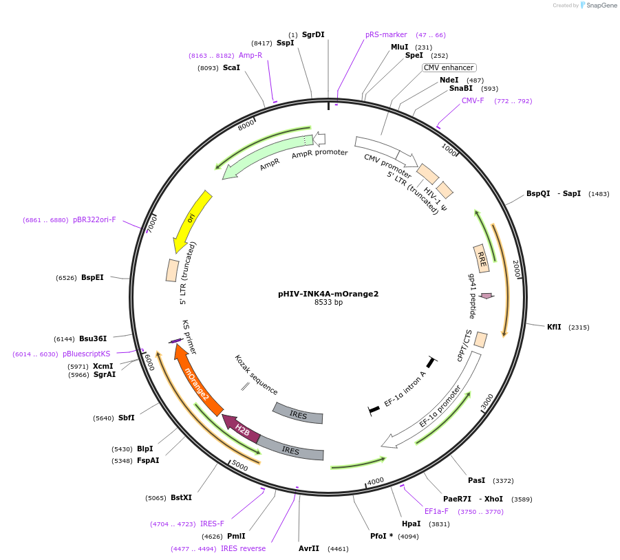 110730-plasmid-map-sequence-id-216870
