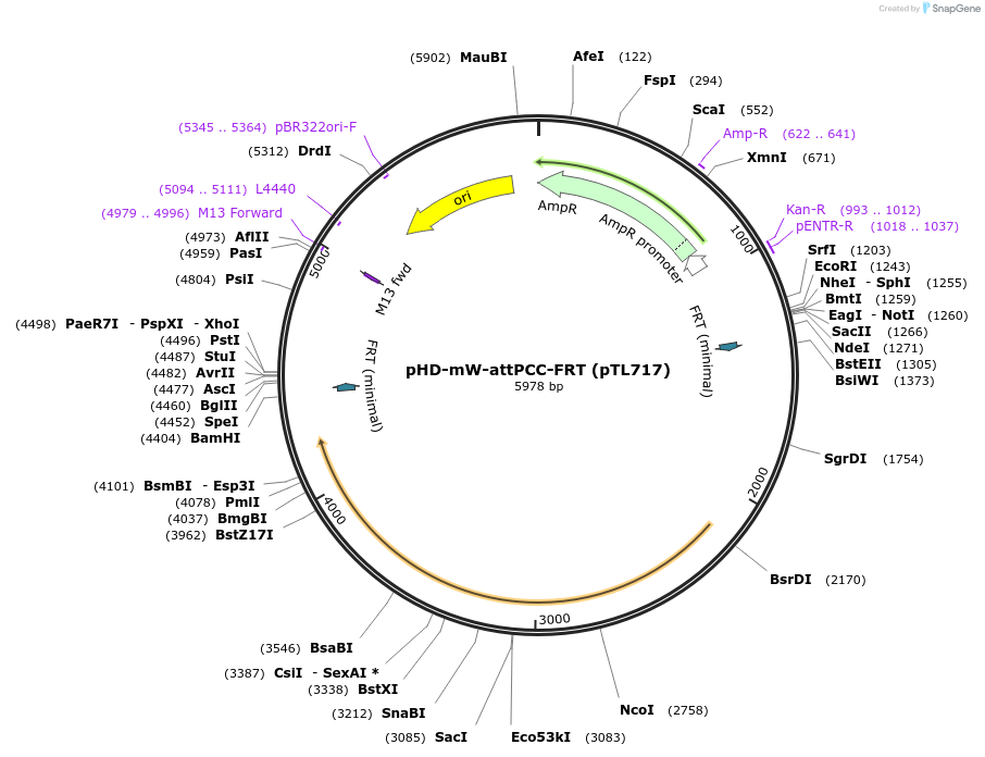 115158-plasmid-map-sequence-id-216892