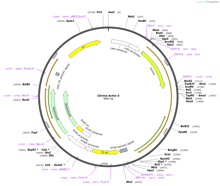 56553-plasmid-map-sequence-id-216907