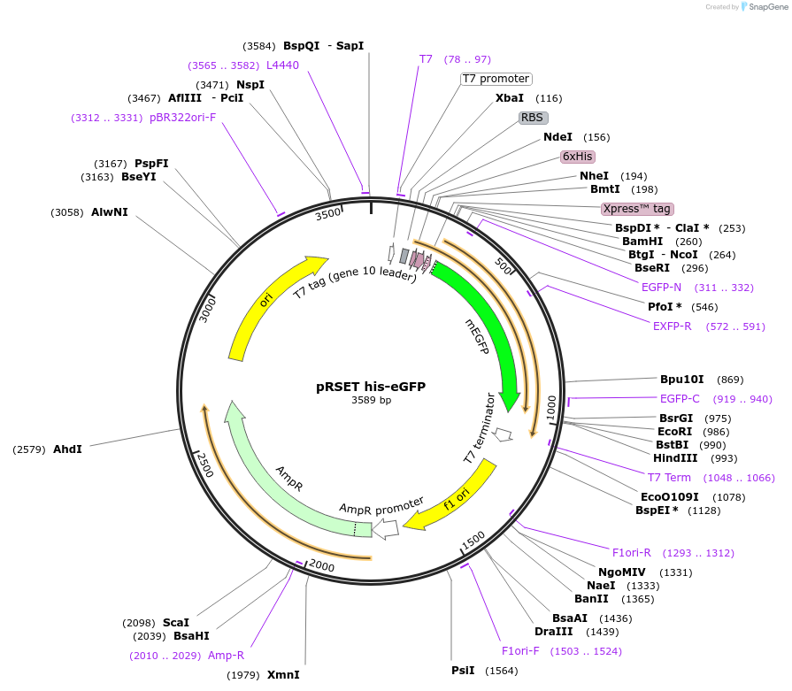 113551-plasmid-map-sequence-id-216912