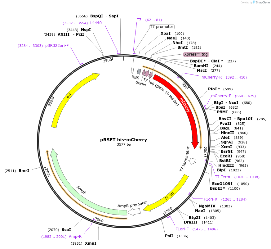 113552-plasmid-map-sequence-id-216914