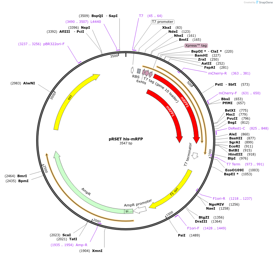 113553-plasmid-map-sequence-id-216915