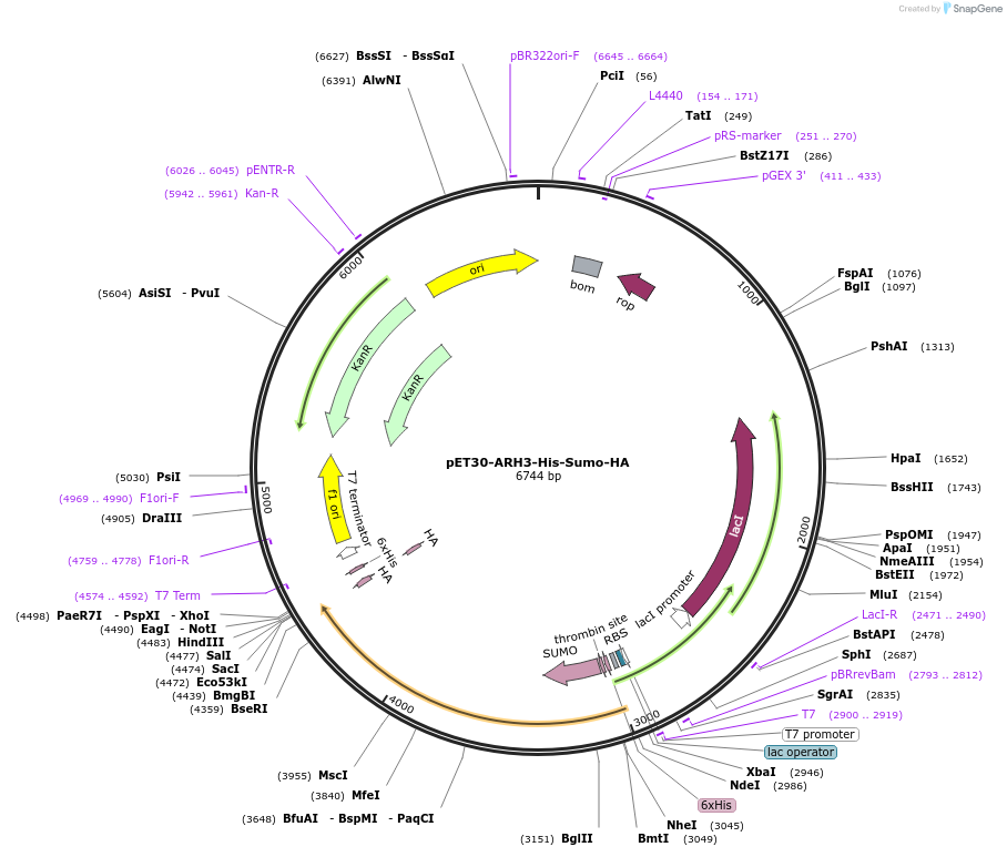111578-plasmid-map-sequence-id-216916