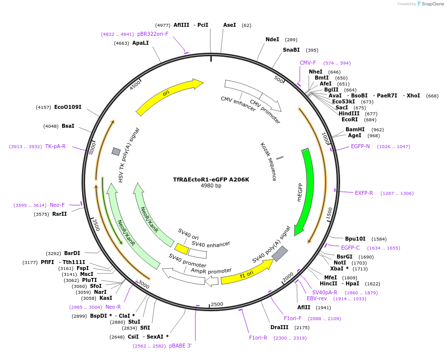 113554-plasmid-map-sequence-id-216917