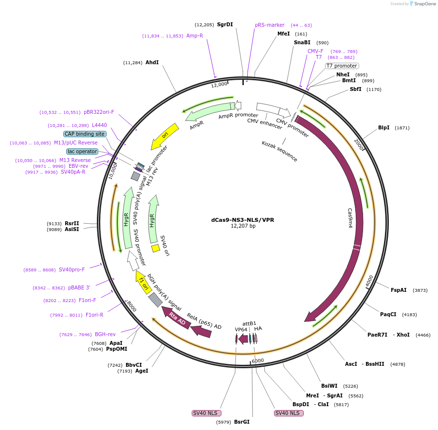 112244-plasmid-map-sequence-id-216918