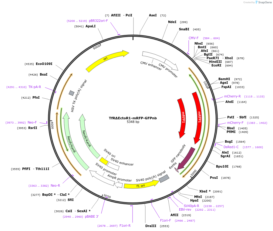 113555-plasmid-map-sequence-id-216919
