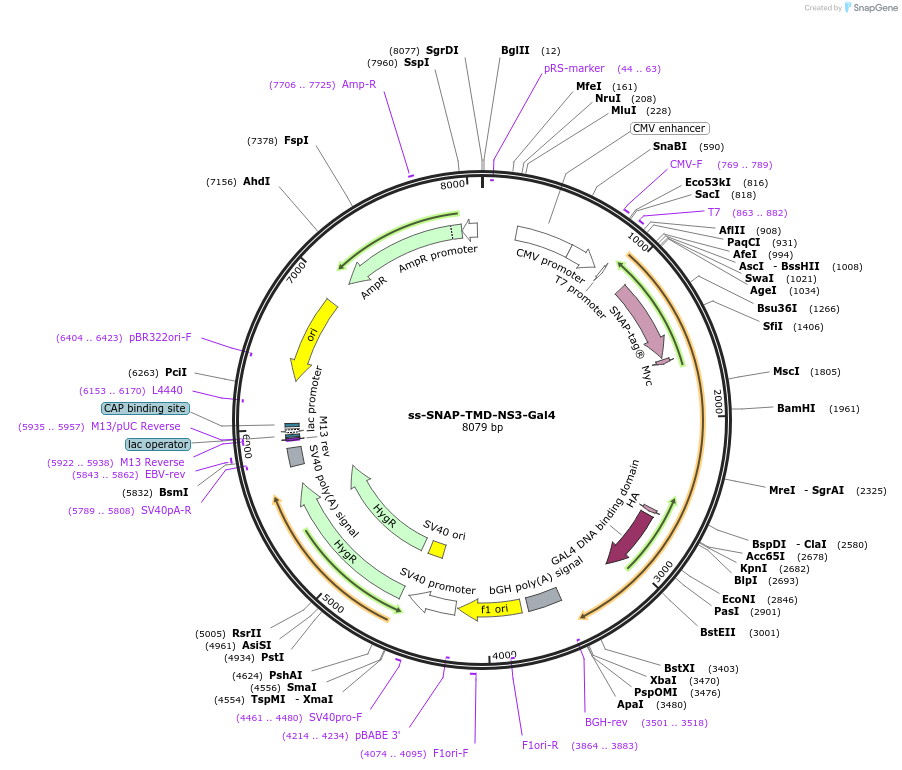 112279-plasmid-map-sequence-id-216922