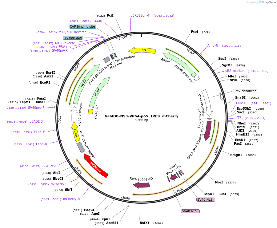 112627-plasmid-map-sequence-id-216932