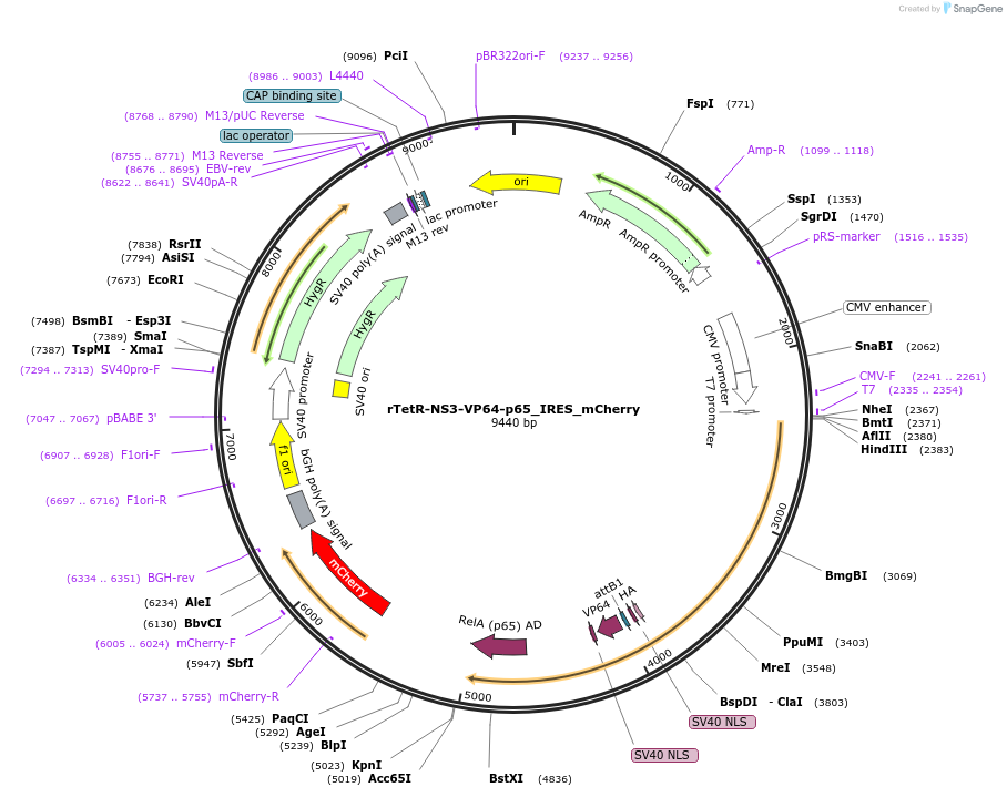 112628-plasmid-map-sequence-id-216936