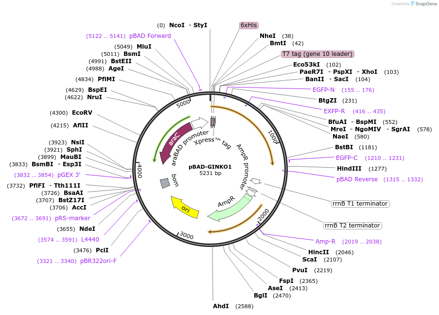 113111-plasmid-map-sequence-id-216972