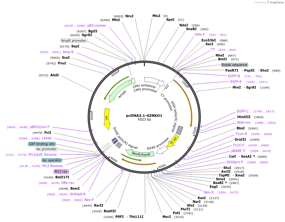 113112-plasmid-map-sequence-id-216980