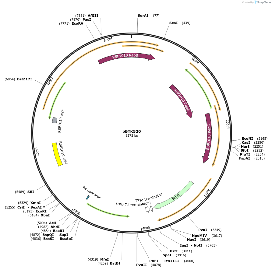 110604-plasmid-map-sequence-id-216989