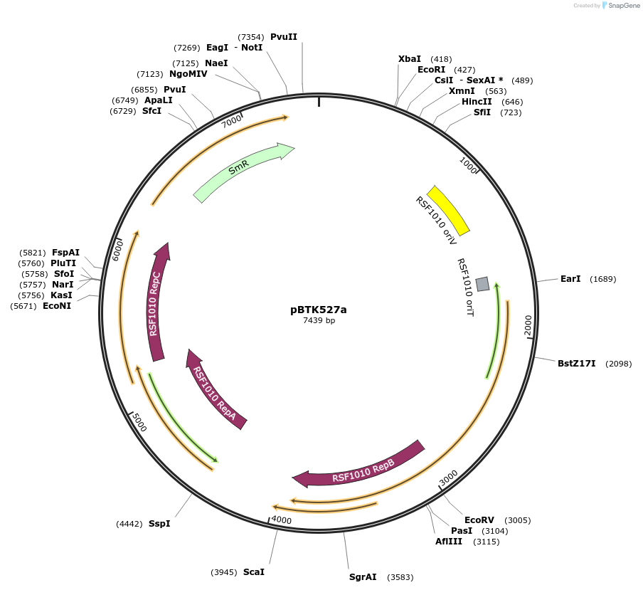 110606-plasmid-map-sequence-id-216992
