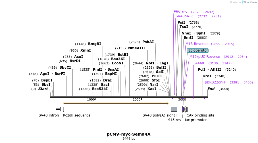 217006_map