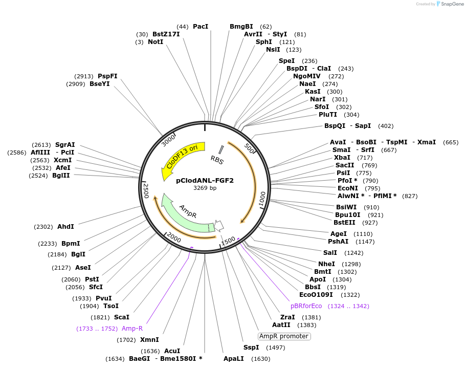 107871-plasmid-map-sequence-id-217022