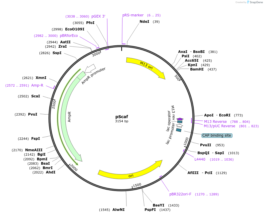 111401-plasmid-map-sequence-id-217024