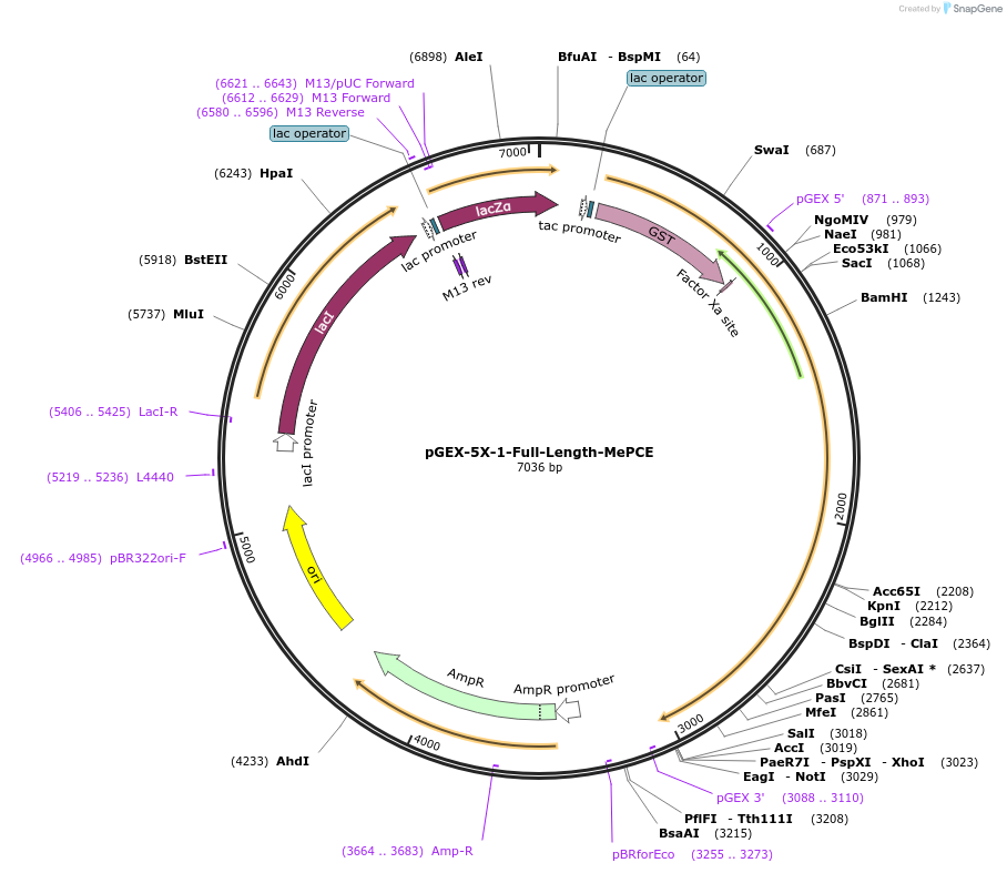 113539-plasmid-map-sequence-id-217025