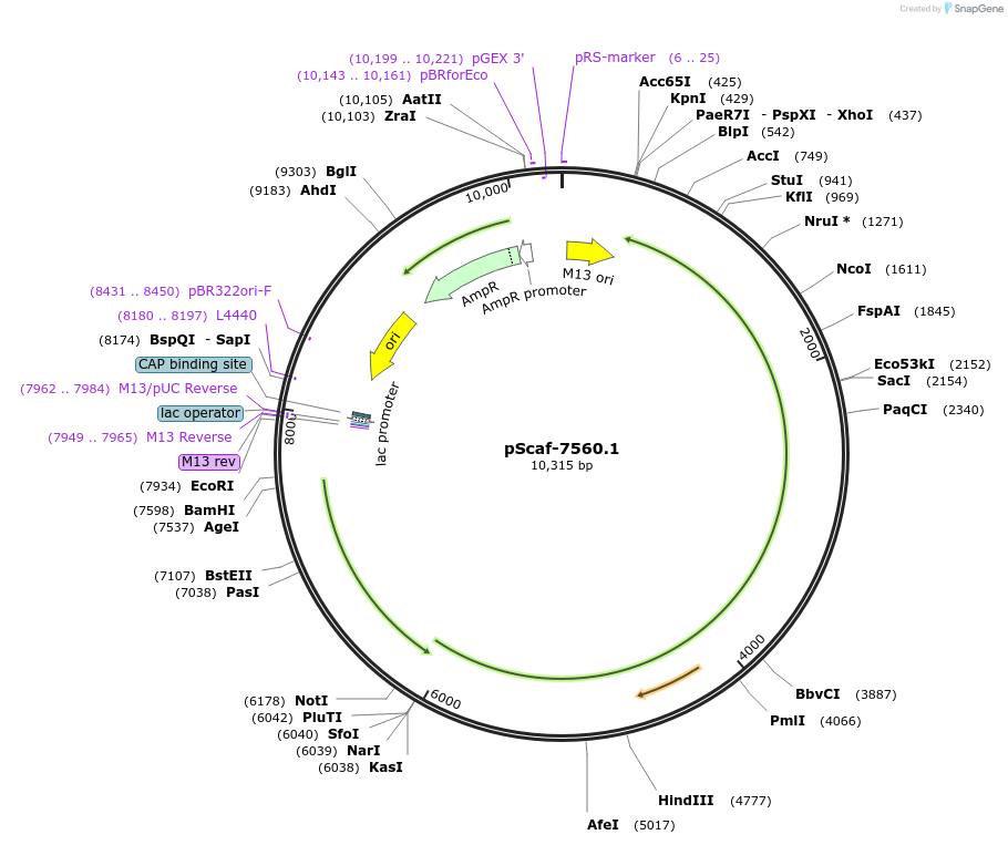 111406-plasmid-map-sequence-id-217027