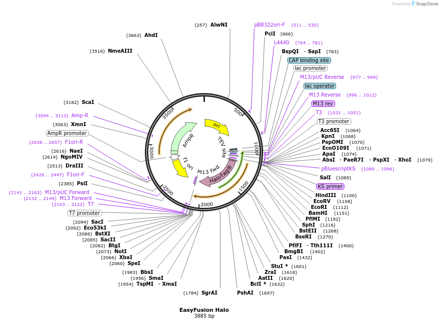 112850-plasmid-map-sequence-id-217031
