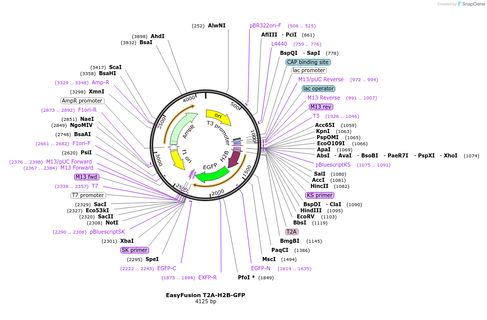 112851-plasmid-map-sequence-id-217034