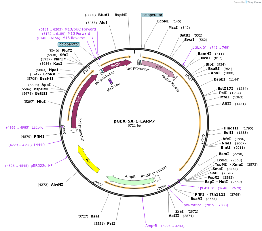 113545-plasmid-map-sequence-id-217035