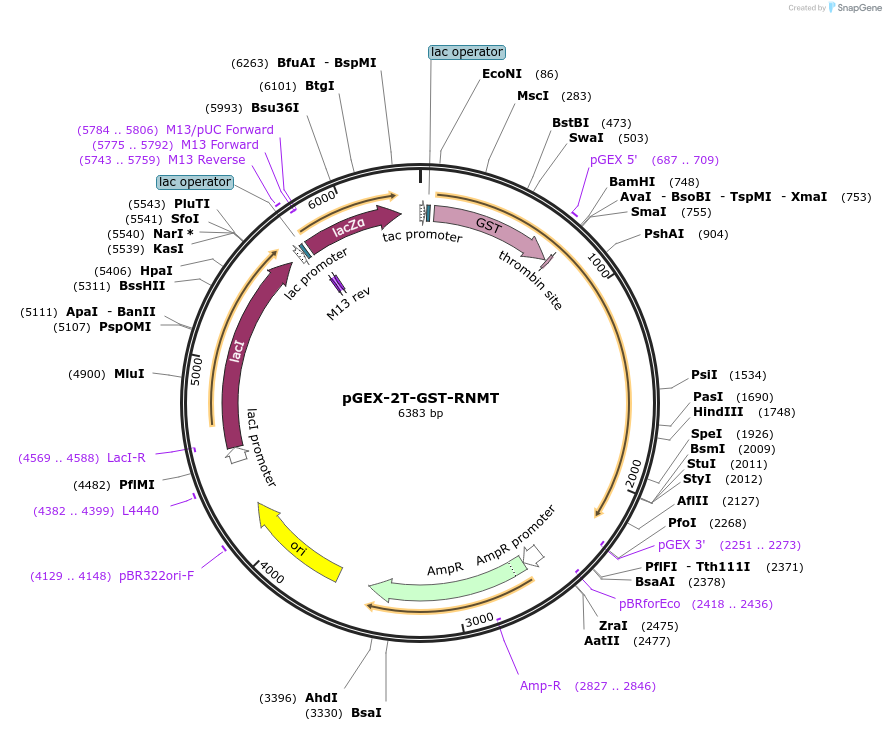 112709-plasmid-map-sequence-id-217041