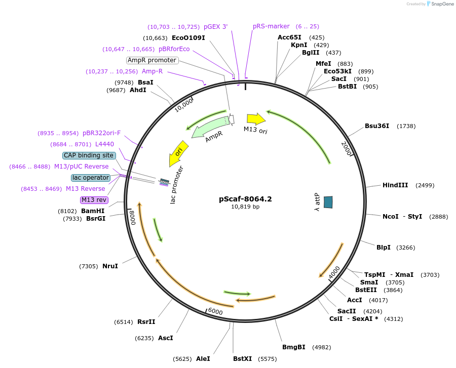 111408-plasmid-map-sequence-id-217046