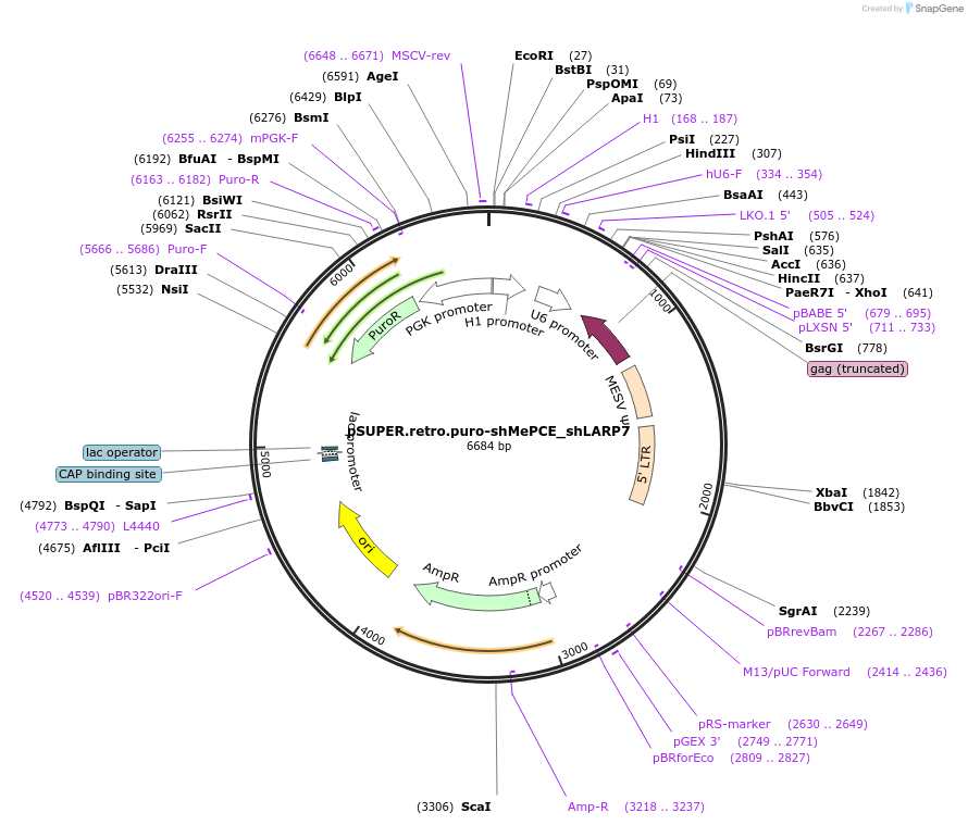 113538-plasmid-map-sequence-id-217050