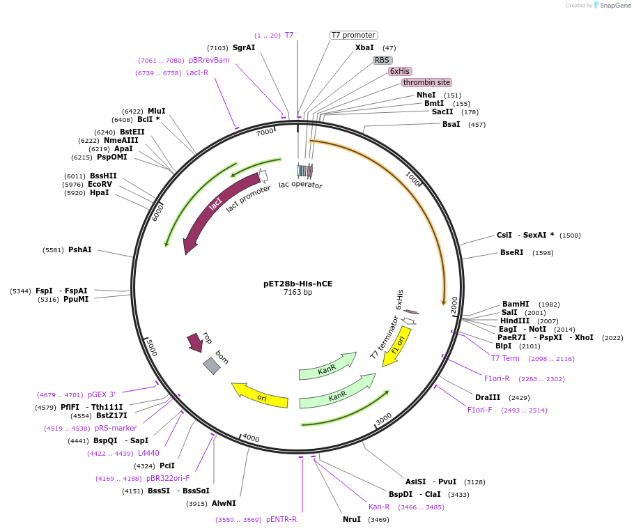 112710-plasmid-map-sequence-id-217052