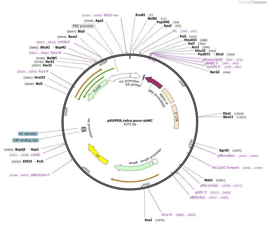 113535-plasmid-map-sequence-id-217053