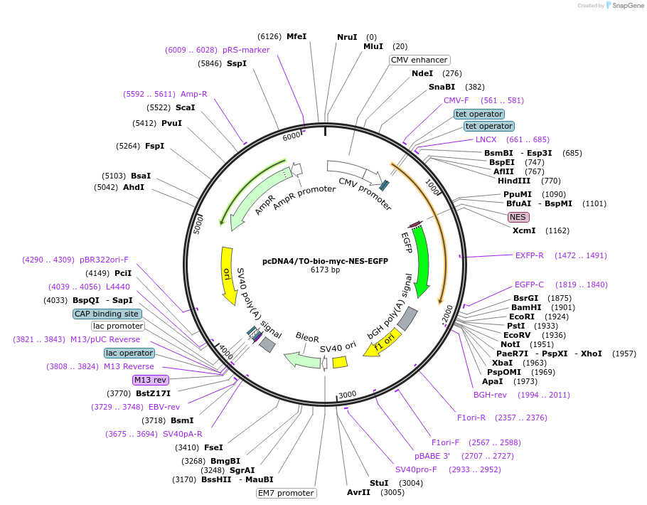 112712-plasmid-map-sequence-id-217058