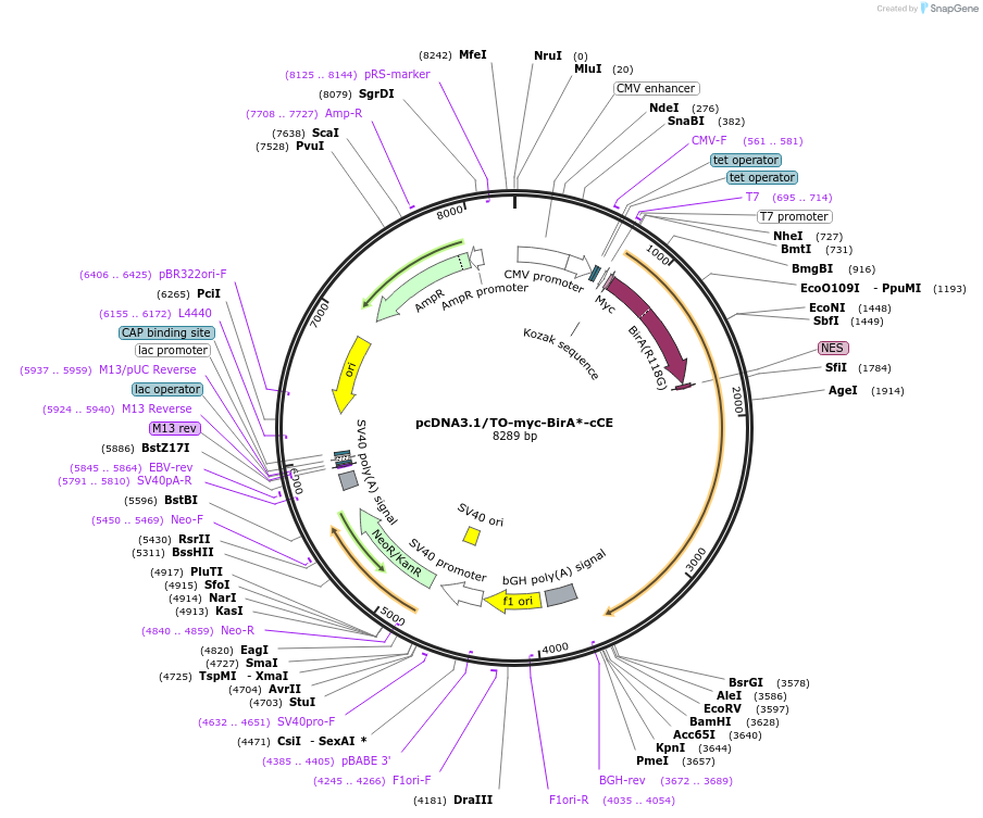 112713-plasmid-map-sequence-id-217067