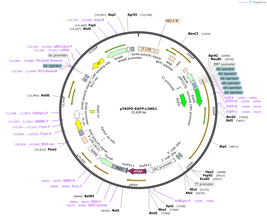 108230-plasmid-map-sequence-id-217088