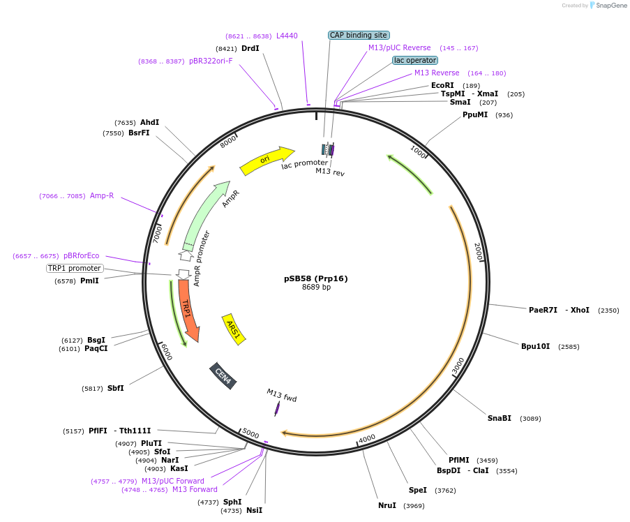 111282-plasmid-map-sequence-id-217093