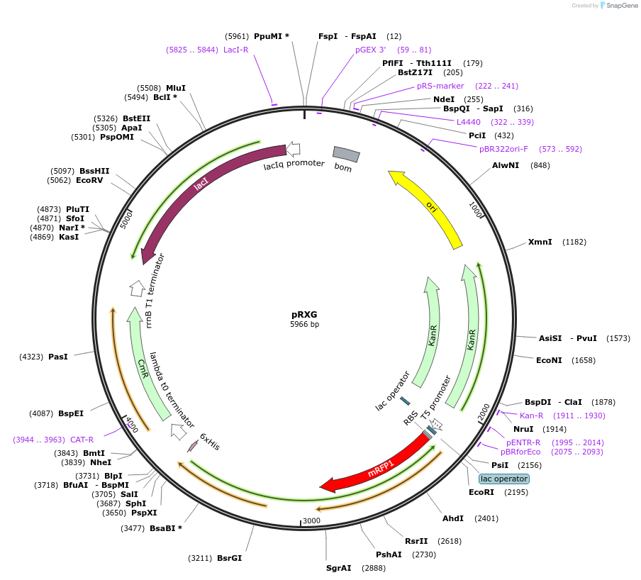 113643-plasmid-map-sequence-id-217116