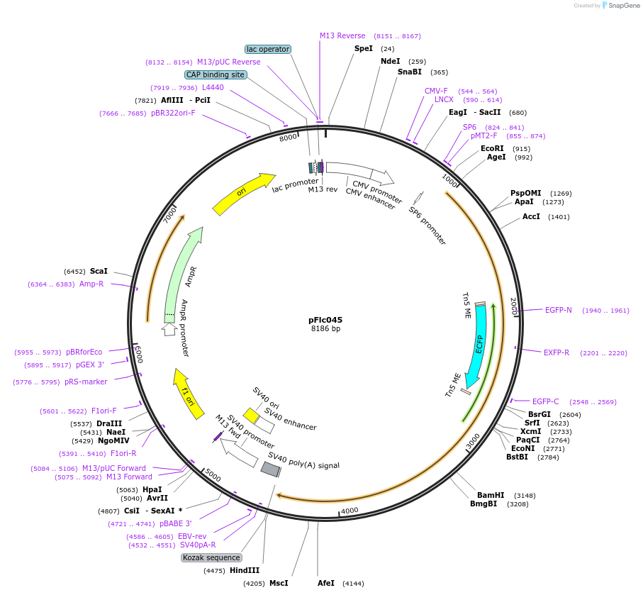 101017-plasmid-map-sequence-id-217117