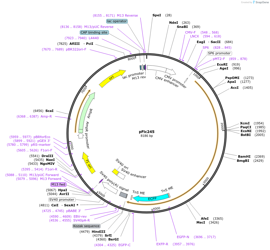 101021-plasmid-map-sequence-id-217122