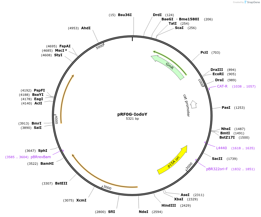 113645-plasmid-map-sequence-id-217127