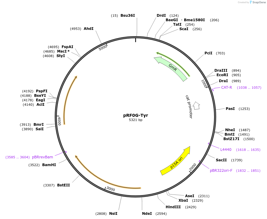 113644-plasmid-map-sequence-id-217129