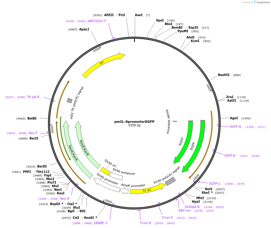 112896-plasmid-map-sequence-id-217138