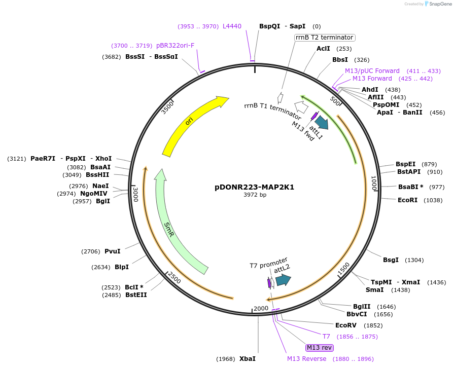 23406-plasmid-map-sequence-id-217148