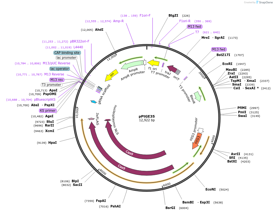 107999-plasmid-map-sequence-id-217151