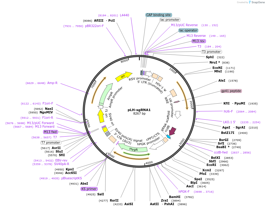 75388-plasmid-map-sequence-id-217157
