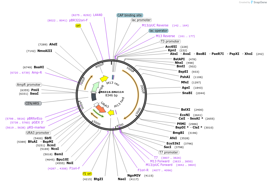 111308-plasmid-map-sequence-id-217158